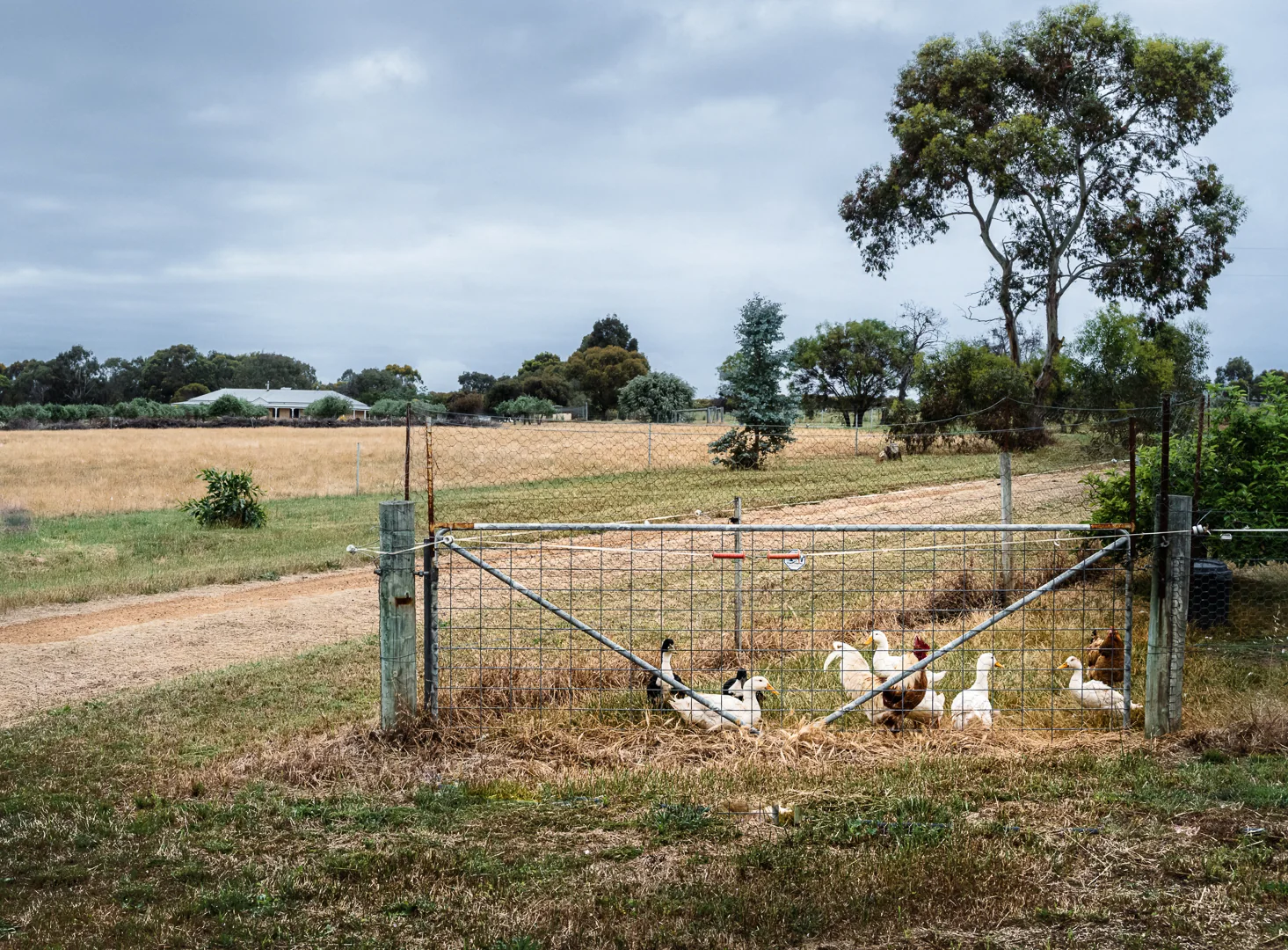 Ducks and chickens on the farm