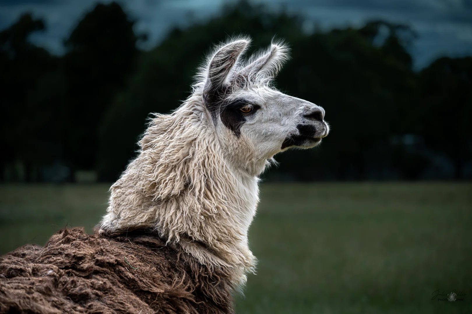 A friendly llama at Onegum